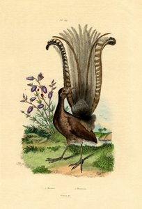 Superb Lier Vogel door French School